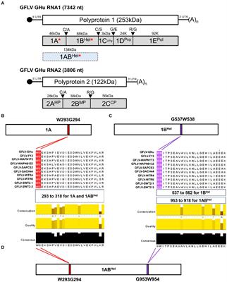 Mutations in the WG and GW motifs of the three RNA silencing suppressors of grapevine fanleaf virus alter their systemic suppression ability and affect virus infectivity